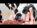 シャンプー大好きボストンテリアと大嫌いなフレンチブルドッグ。同時にお風呂に入れたらどうなる？笑