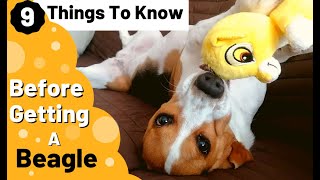 9 Things To Know Before Getting a Beagle by Pipas The Beagle 2,182 views 3 years ago 2 minutes, 33 seconds