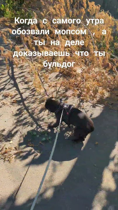 Злой бульдог #французскийбульдог #животные #приколы #палки #врек - YouTube