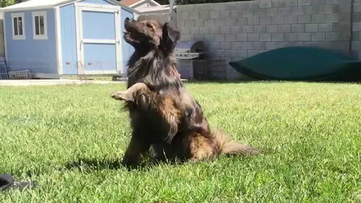 Tricks & Obedience for Balance, Strength, Body Awa...