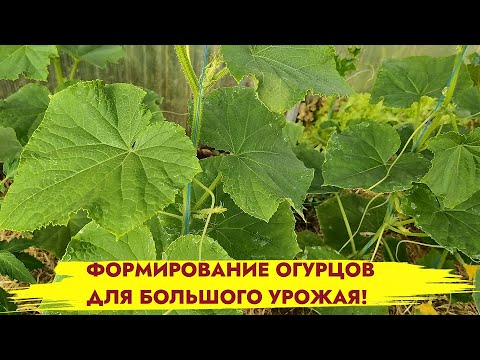 ФОРМИРОВКА ОГУРЦОВ ДЛЯ БОЛЬШОГО УРОЖАЯ. Как формировать огурцы в теплице