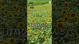 静岡・沼津でヒマワリ見ごろ #毎日新聞#shorts