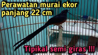 Perawatan murai ekor panjang 22 cm tipikal semi giras !!!