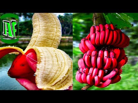 10 ყველაზე უცნაური ხილი მსოფლიოში