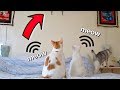 PRANKING My Cats with.....