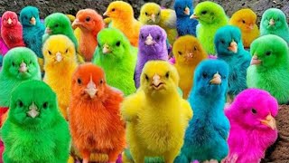 World Cute Chickens, Colorful Chickens, Rainbows Chickens, Cute Ducks, Cat, Rabbits,Cute Animals