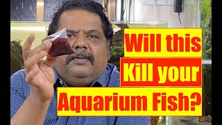 BLOODWORMS Killing your Aquarium Fish | Mayur Dev Aquascaper | Natural Live Fish Food   4K