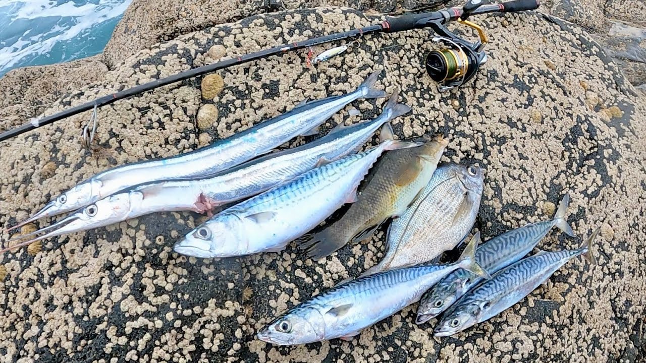 MACKEREL FISHING WITH METAL JIGS & MULTIPLE SPECIES ON LIGHT FLOAT GEAR 