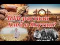 Якутский хлеб: история выращивания пшеницы в Якутии и ее хлебопекарные качества