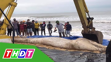 Xác cá voi nặng khoảng 1 tấn dạt vào bờ biển Quảng Bình | THDT