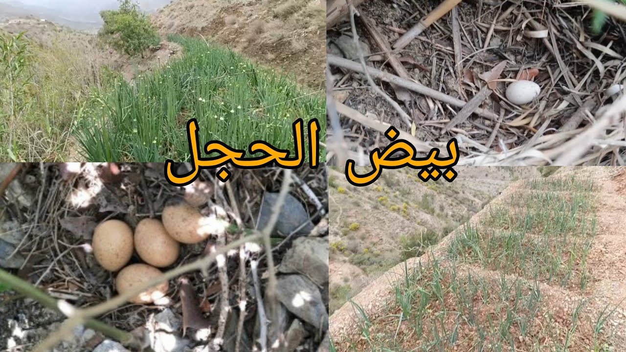 لقيت الحجل فين كيبيض في جبال الريف الحجل البري#واد_غيس