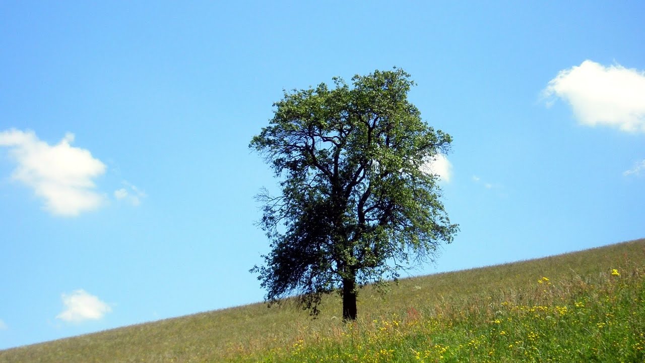 さびしいカシの木 Lonely Oak Tree やなせたかし 作詞 木下牧子 作曲 Youtube さびしいカシの木 Lonely Oak Tree やなせたかし 作詞 木下牧子 作曲 Youtube