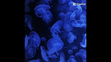 Thumbnail of 𝓛𝓸𝓿𝓮 𝓢𝓸𝓷𝓰 #Lovecoversong #edit #musician #cover #DeepBlue #deepthoughts #aesthetic #Art