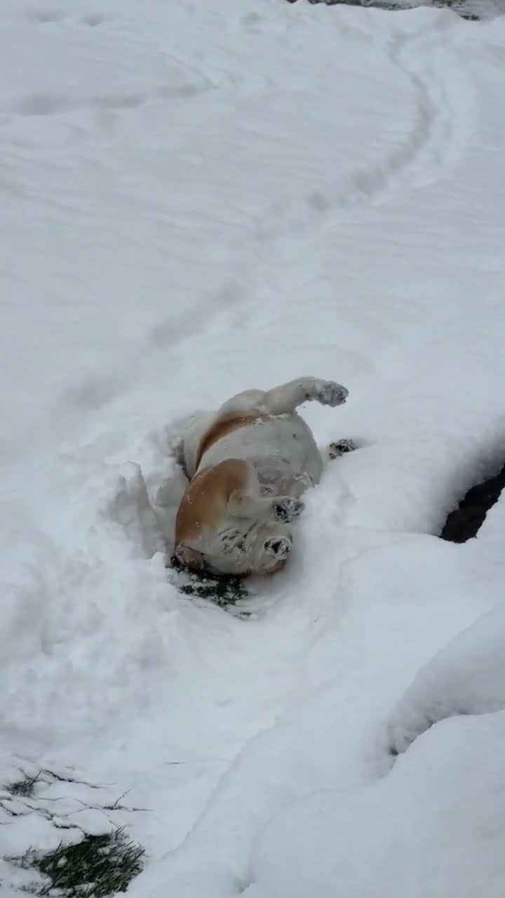 Bulldog Gets Back To Sledding || ViralHog