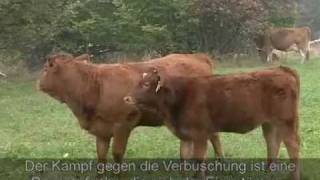 Waldpflege Als Beitrag Zur Nachhaltigen Landschaftsgestaltung Binding Waldpreis 2003