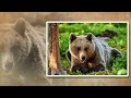 "Медвежий характер" - слайд для детей / МСЦ ЕХБ / скачан из сайта dstudio.info