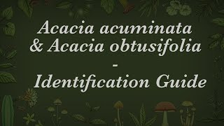 Identification Guide  Acacia acuminata & Acacia obtusifolia