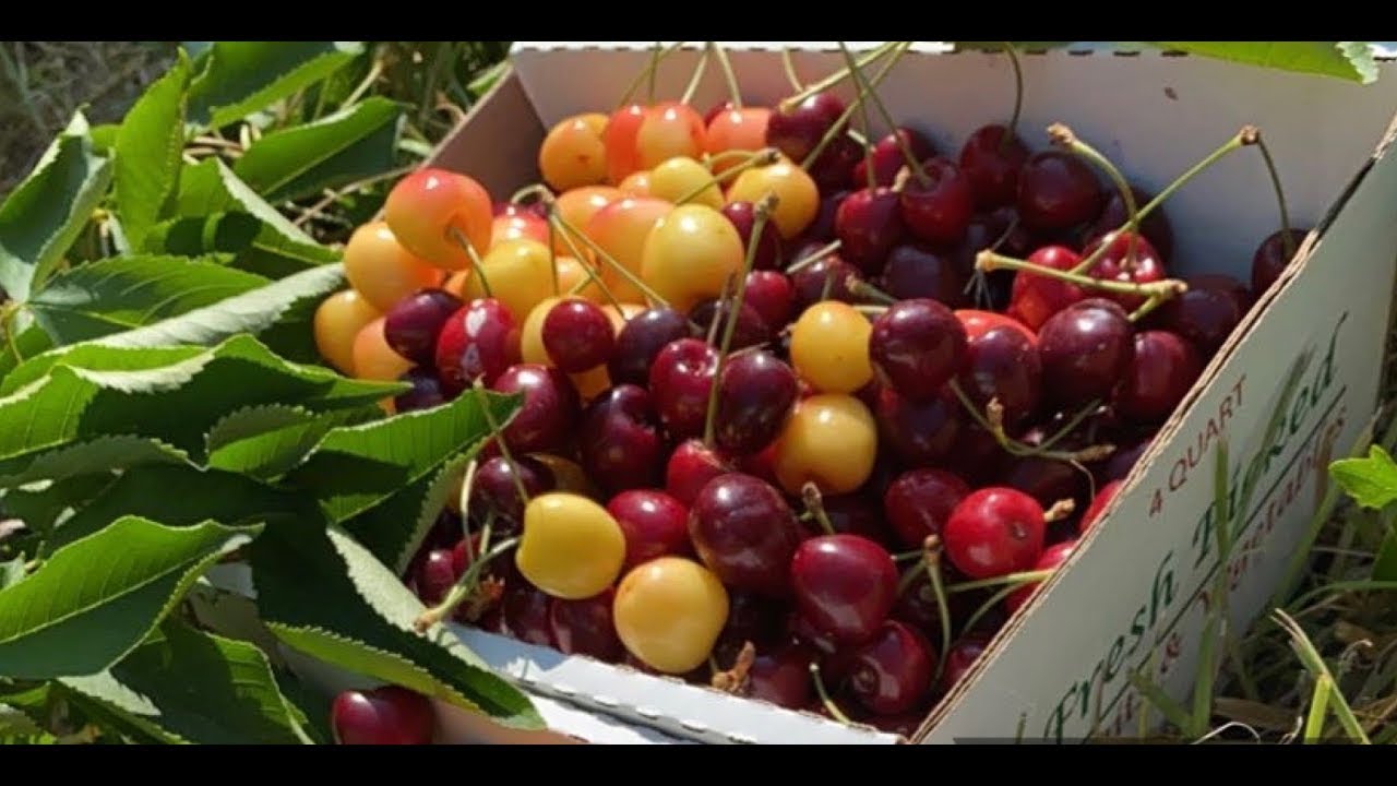 Cherry Picking Upstate NY YouTube