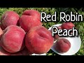 Персик Ред Робин / Peach Red Robin