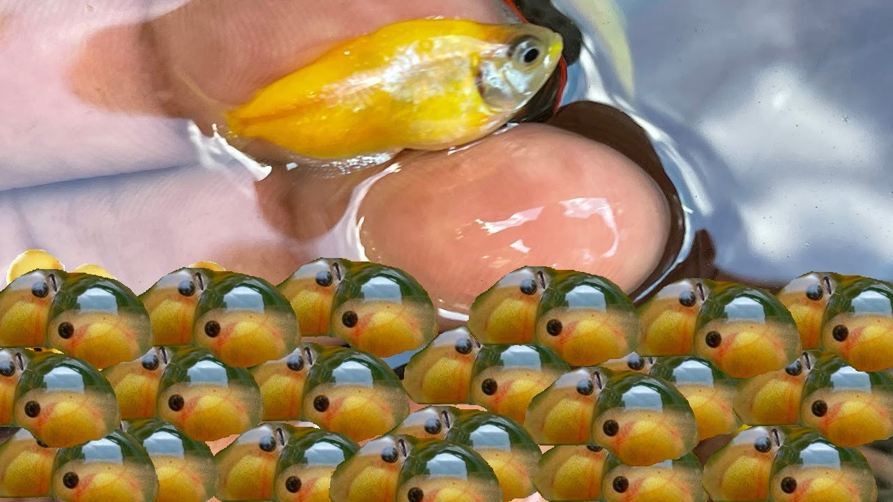 que sucede cuando un huevo de pez es fecundado mas de una vez YouTube que sucede cuando un huevo de pez es fecundado mas de una vez YouTube