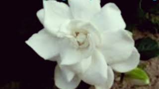 KEMBANG CEPLOK PIRING/KACAPIRING (jawa), nama latinya Gardenia jasminoides.Lagu DIDI KEMPOT