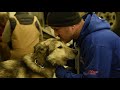 YQ2018 - Vet Checks Fairbanks