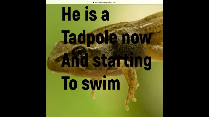 Life of Frog