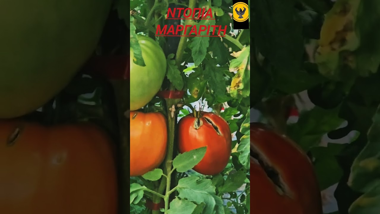 ΜΠΑΞΕΣ ΦΕΛΛΑΧΙΔΗ ΥΨΟΜΕΤΡΟ 800 ΜΕΤΡΑ ΒΙΟΛΟΓΙΚΟΣ ΜΕ ΝΤΟΠΙΕΣ ΠΟΙΚΙΛΙΕΣ