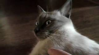 Petting a Cat - Thai cat by CAT for ALL 85 views 3 years ago 2 minutes, 36 seconds