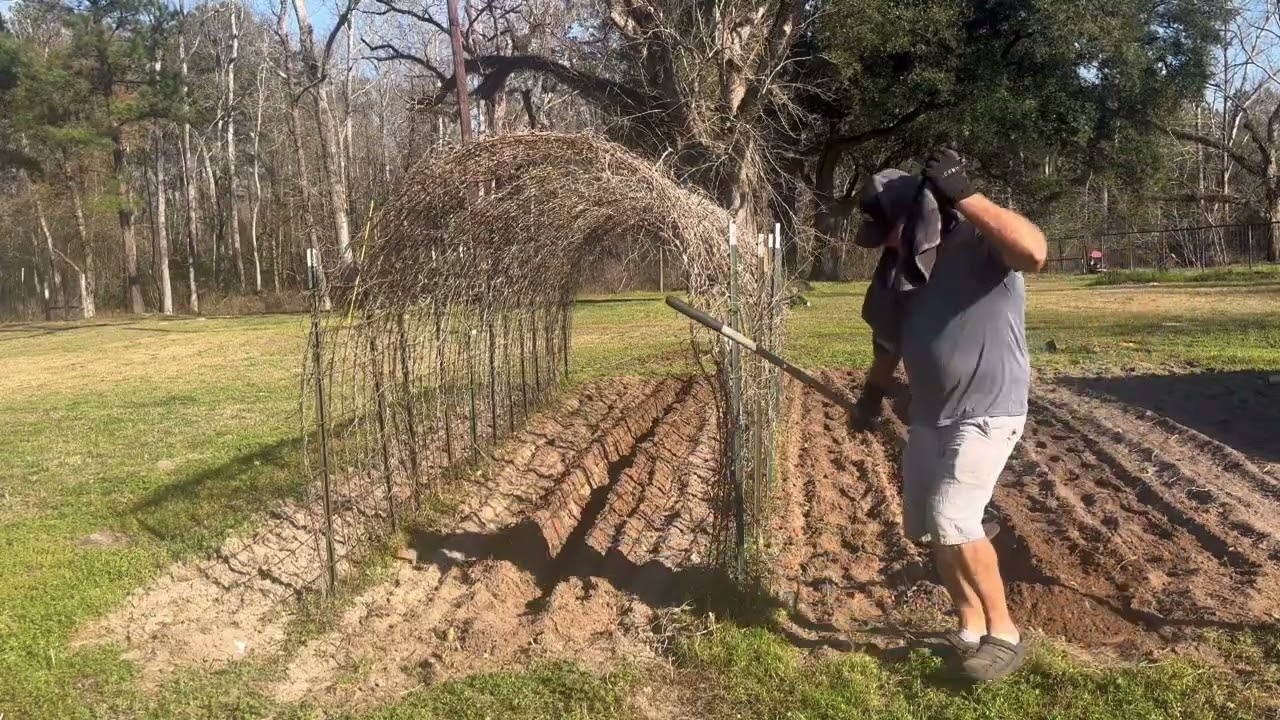 How I grow sweet potato slips