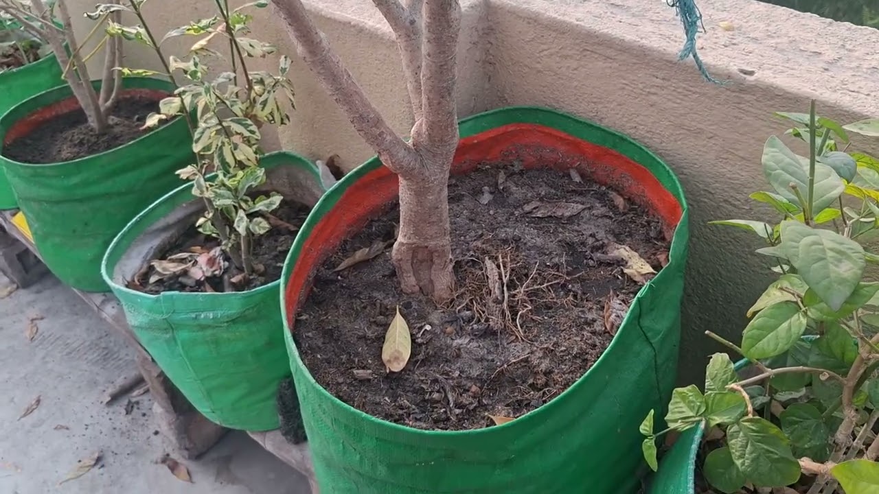 Hibuscus plant care in January February month