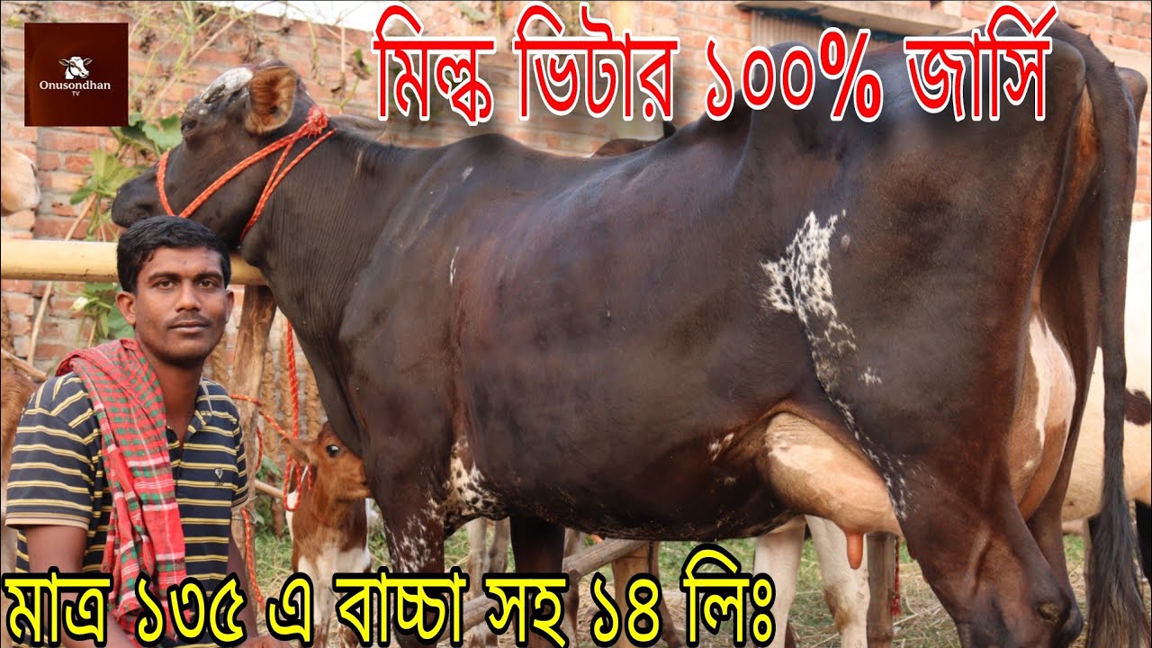 মাত্র ১৩৫ হাজারে বাচ্চা সহ ১৪ লিটার থেকে ২০ লিটার দুধের গাভী! আজ সাঈদ ভাইয়ের জার্সি গাভীর মেলা।
