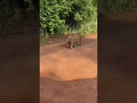 Onça-pintada rugindo em ramal assusta e vídeo viraliza