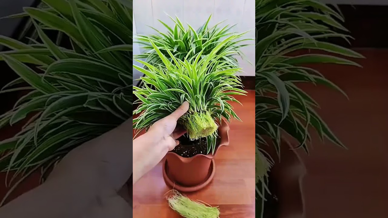 Chlorophytum pruning and cutting propagation reproduction Chlorophytum cuttings