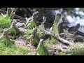 Breeding Iguanas Claim Territory in H.o.a - Air Rifle Iguana Removal Florida