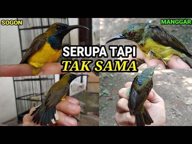 PERBEDAAN ANTARA KOLIBRI MANGGAR DAN SOGOK ONTONG !! class=