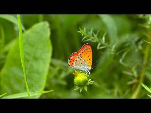 FULL HD BEAUTIFUL BUTTERFLY || ENJOY CONTENT IN 4K || ALL TYPE OF NATURE 4K VIDEOS