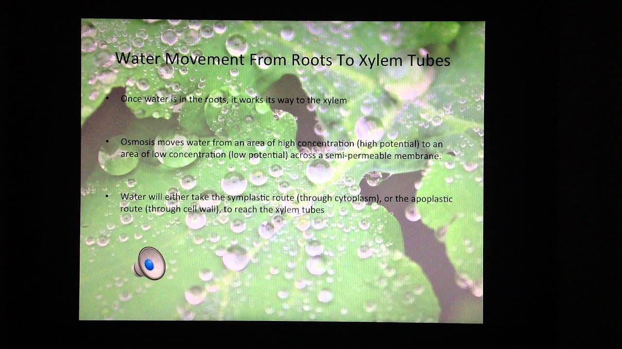 Water Movement in Plants - PLS Presentation - Olds College - YouTube