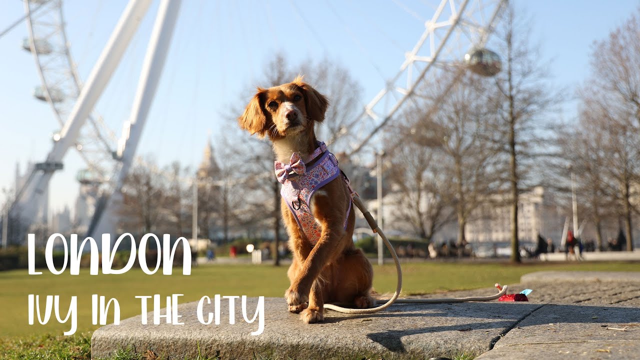 A Dogs Day Out in London | That Cockapoo Ivy - YouTube