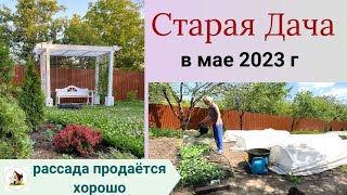 Рассада продаётся. Старая Дача в мае 2023 г.