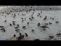Ducks and Geese on the Lake