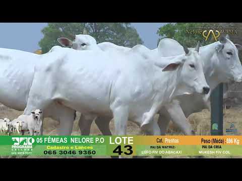 LOTE 43