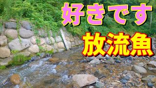 【渓流釣り】　好きです！放流魚