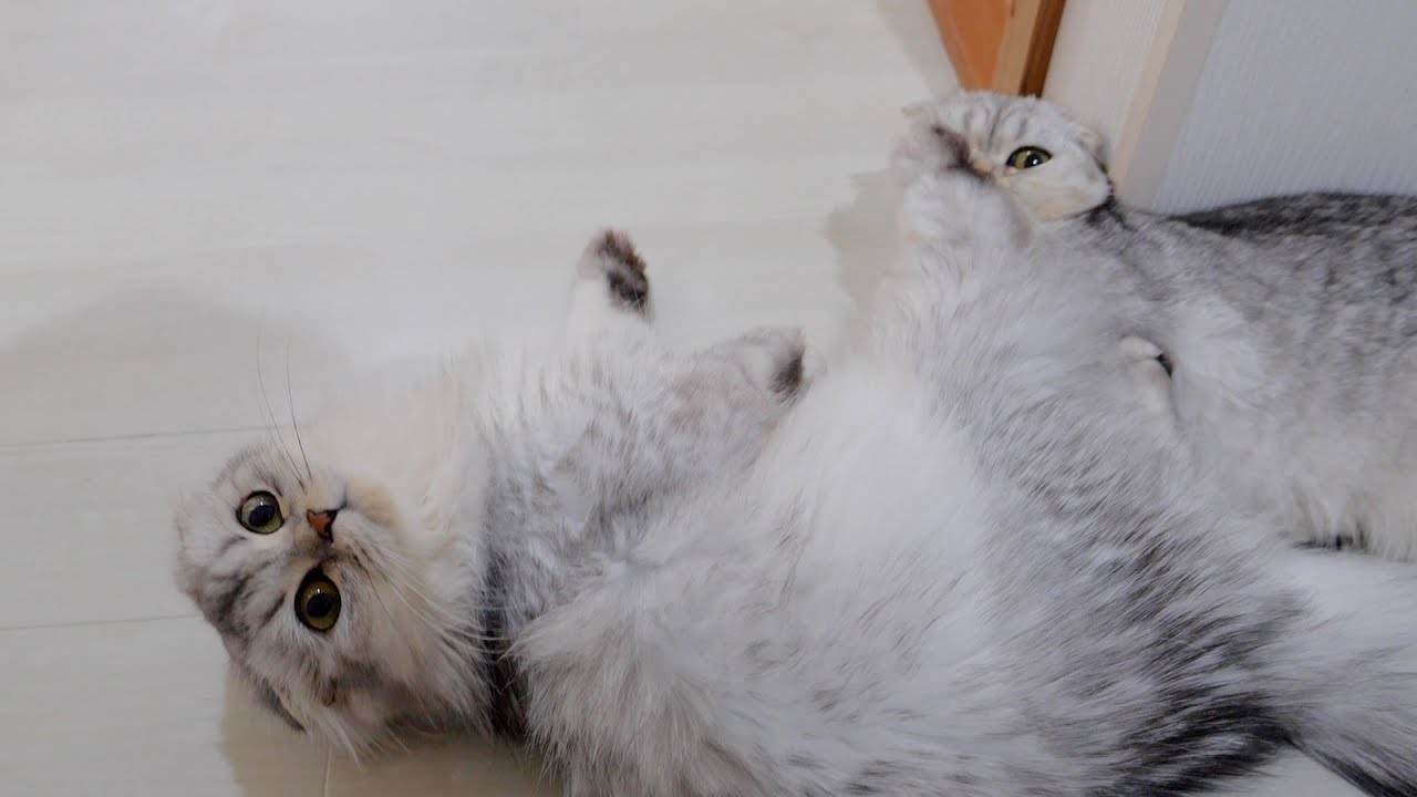 Этот очаровательный кот ревнует и пинает своего брата, когда вы гладите другого кота.