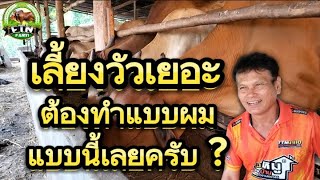 ถ้าวัวเยอะเลี้ยงแบบนี้!!เลี้ยงแบบผมเลยครับ?ฟาร์มวัวของอำเภอศรีขรภูมิ