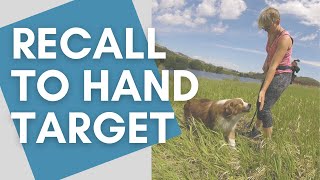 Teach Your Dog How to Come to a Hand Target