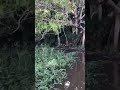 Amazonas chegando em casa em época de cheia do rio