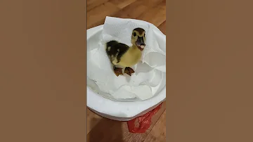 صوت بطه صغيرة كيوت 