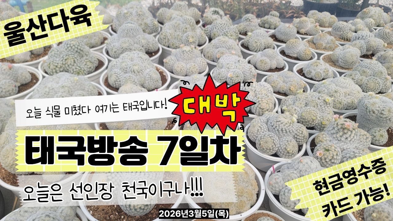 [3월5일 목요일]오늘은 선인장 천국이구나✨🍀💗#울산다육 #유튜브 #라이브#실시간#아프리카식물 #선인장 #다육이 #식물 #실시간방송 #힐링영상 #감성영상 #집꾸미기 #플랜테리어