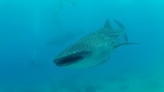 Diving with Whale Sharks, Oslob, Philippines